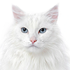 https://upforme.ru/uploads/001c/55/b9/159/192154.png