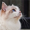 https://upforme.ru/uploads/001c/55/b9/159/845854.png