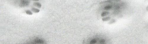 https://upforme.ru/uploads/001c/55/b9/19/t829291.png