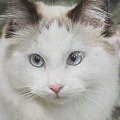 https://upforme.ru/uploads/001c/55/b9/197/464293.png