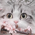 https://upforme.ru/uploads/001c/55/b9/197/983547.png