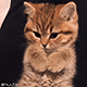 https://upforme.ru/uploads/001c/55/b9/2/102471.gif