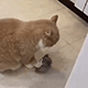 https://upforme.ru/uploads/001c/55/b9/2/163049.gif