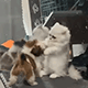 https://upforme.ru/uploads/001c/55/b9/2/182136.gif