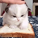 https://upforme.ru/uploads/001c/55/b9/2/182435.gif
