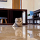 https://upforme.ru/uploads/001c/55/b9/2/187784.gif