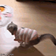 https://upforme.ru/uploads/001c/55/b9/2/197949.gif