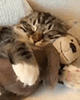 https://upforme.ru/uploads/001c/55/b9/2/207760.gif