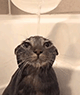 https://upforme.ru/uploads/001c/55/b9/2/209572.gif