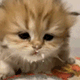 https://upforme.ru/uploads/001c/55/b9/2/225087.gif