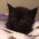 https://upforme.ru/uploads/001c/55/b9/2/233403.gif