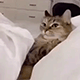 https://upforme.ru/uploads/001c/55/b9/2/252483.gif
