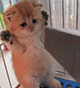 https://upforme.ru/uploads/001c/55/b9/2/279520.gif