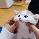 https://upforme.ru/uploads/001c/55/b9/2/280012.gif