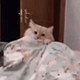 https://upforme.ru/uploads/001c/55/b9/2/329507.gif