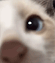 https://upforme.ru/uploads/001c/55/b9/2/396826.gif