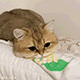 https://upforme.ru/uploads/001c/55/b9/2/404463.gif