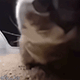 https://upforme.ru/uploads/001c/55/b9/2/406746.gif