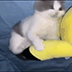 https://upforme.ru/uploads/001c/55/b9/2/41496.gif