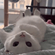 https://upforme.ru/uploads/001c/55/b9/2/432827.gif