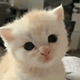 https://upforme.ru/uploads/001c/55/b9/2/440537.gif