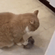 https://upforme.ru/uploads/001c/55/b9/2/450033.gif