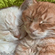 https://upforme.ru/uploads/001c/55/b9/2/497983.gif
