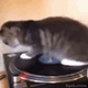 https://upforme.ru/uploads/001c/55/b9/2/538876.gif