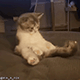 https://upforme.ru/uploads/001c/55/b9/2/543756.gif