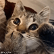 https://upforme.ru/uploads/001c/55/b9/2/546161.gif