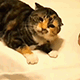 https://upforme.ru/uploads/001c/55/b9/2/55522.gif