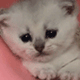 https://upforme.ru/uploads/001c/55/b9/2/573565.gif