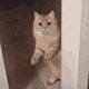 https://upforme.ru/uploads/001c/55/b9/2/575938.gif