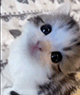 https://upforme.ru/uploads/001c/55/b9/2/578379.gif