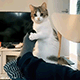 https://upforme.ru/uploads/001c/55/b9/2/598416.gif