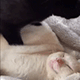 https://upforme.ru/uploads/001c/55/b9/2/611168.gif