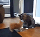 https://upforme.ru/uploads/001c/55/b9/2/619261.gif