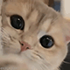 https://upforme.ru/uploads/001c/55/b9/2/627011.gif