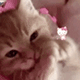 https://upforme.ru/uploads/001c/55/b9/2/650785.gif