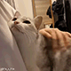 https://upforme.ru/uploads/001c/55/b9/2/676903.gif