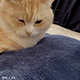https://upforme.ru/uploads/001c/55/b9/2/691660.gif