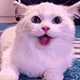 https://upforme.ru/uploads/001c/55/b9/2/694267.gif