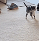 https://upforme.ru/uploads/001c/55/b9/2/74711.gif