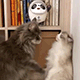 https://upforme.ru/uploads/001c/55/b9/2/756397.gif