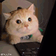 https://upforme.ru/uploads/001c/55/b9/2/756516.gif