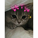 https://upforme.ru/uploads/001c/55/b9/2/764542.png