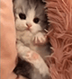 https://upforme.ru/uploads/001c/55/b9/2/784763.gif