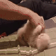 https://upforme.ru/uploads/001c/55/b9/2/798315.gif