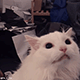 https://upforme.ru/uploads/001c/55/b9/2/828641.gif