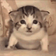 https://upforme.ru/uploads/001c/55/b9/2/860336.gif